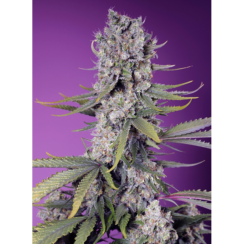 Papaya Zoap F1 Fast Version - Sweet Seeds