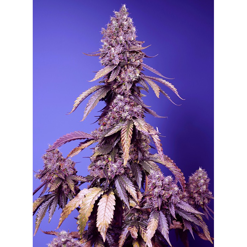 Black Muffin F1 Fast Version - Sweet Seeds