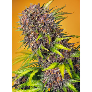 Diablo Rojo XL - Autofloraison - Sweet Seeds