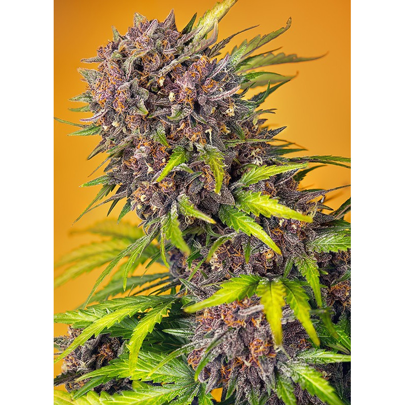 Diablo Rojo XL - Autofloraison - Sweet Seeds