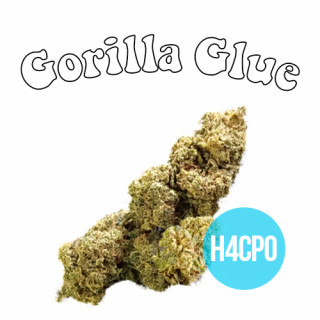 Gorilla Glue - Fleurs H4CPO - Happy Flowers