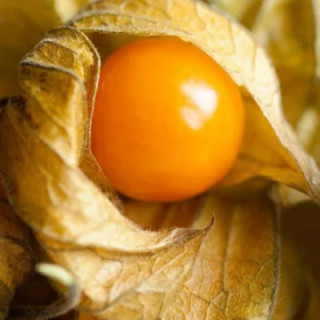 Physalis Pruinosa Cerise de Terre