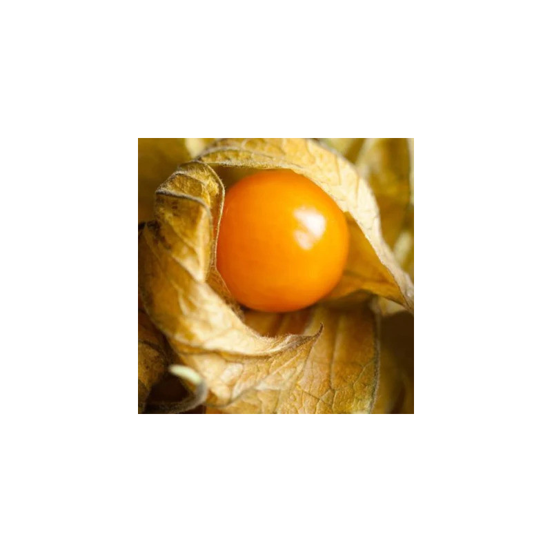 Physalis Pruinosa Cerise de Terre