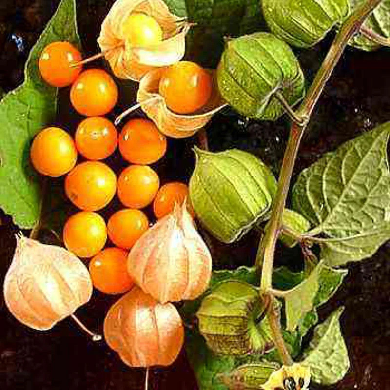 Physalis Peruviana Coqueret du Pérou - Kokopelli