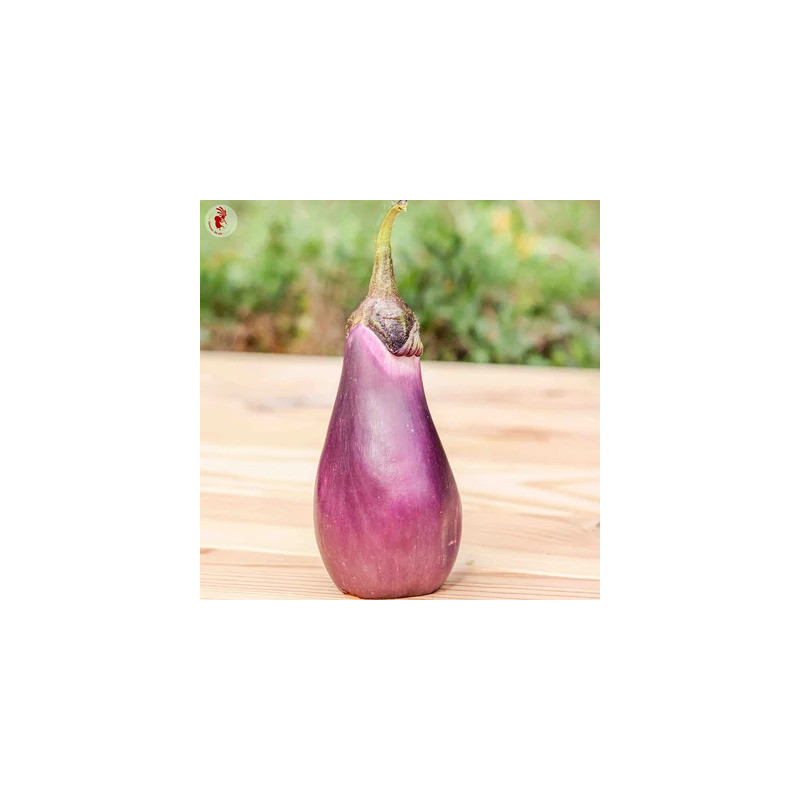 Aubergine Japonaise de la Levée - Kokopelli Aubergine Japonaise de la Levée - Kokopelli