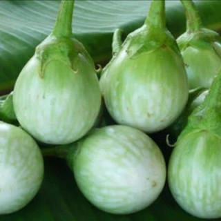 Aubergine Thai Round Green - Kokopelli