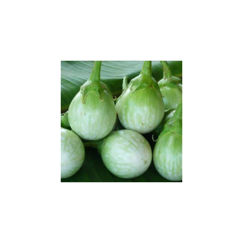 Aubergine Thai Round Green - Kokopelli