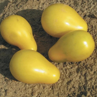 Tomate-Cerise Jaune Mi-Saison Beams Yellow Pear - Kokopelli