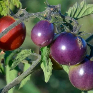 Tomate-Cerise Indigo Mi-Saison Blue Pitts - Kokopelli