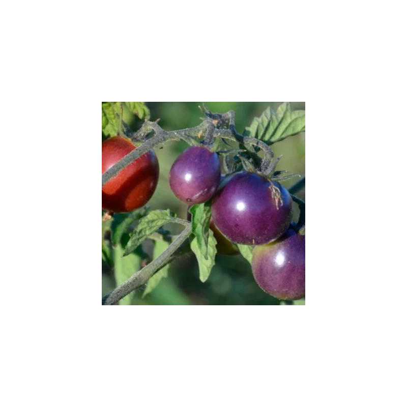 Tomate-Cerise Indigo Mi-Saison Blue Pitts - Kokopelli