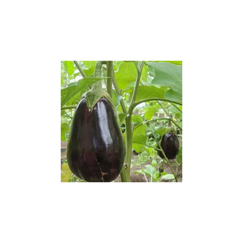 Aubergine Imperial Black Beauty - Kokopelli Aubergine Imperial Black Beauty - Kokopelli