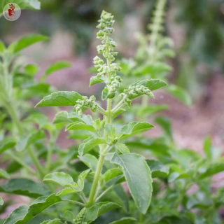 Basilic Tulsi Verte de Thailande - Kokopelli