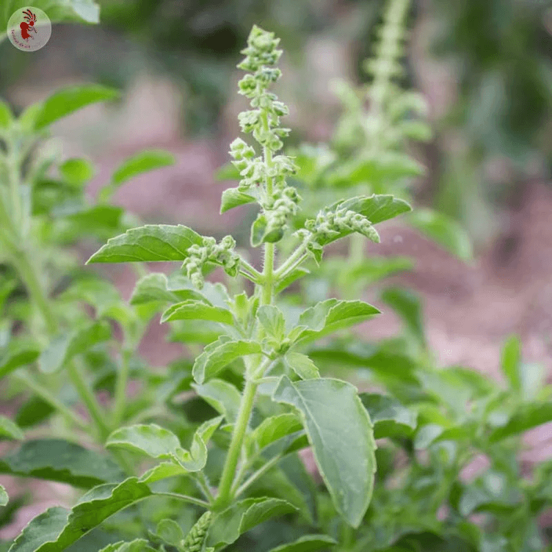 Basilic Tulsi Verte de Thailande - Kokopelli