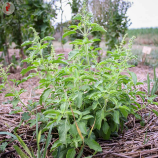 Basilic Tulsi Verte de Thailande - Kokopelli