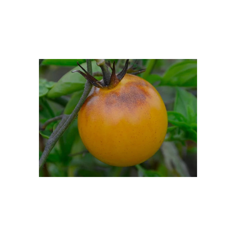 Tomate Blanche Mi-Saison Snow Prince - Kokopelli