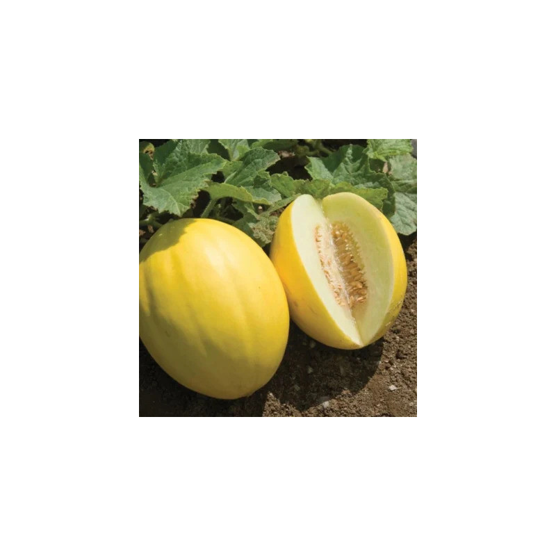 Melon Jaune des Canaries