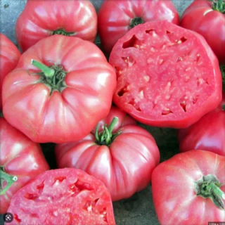 Tomate Brandywine Pink