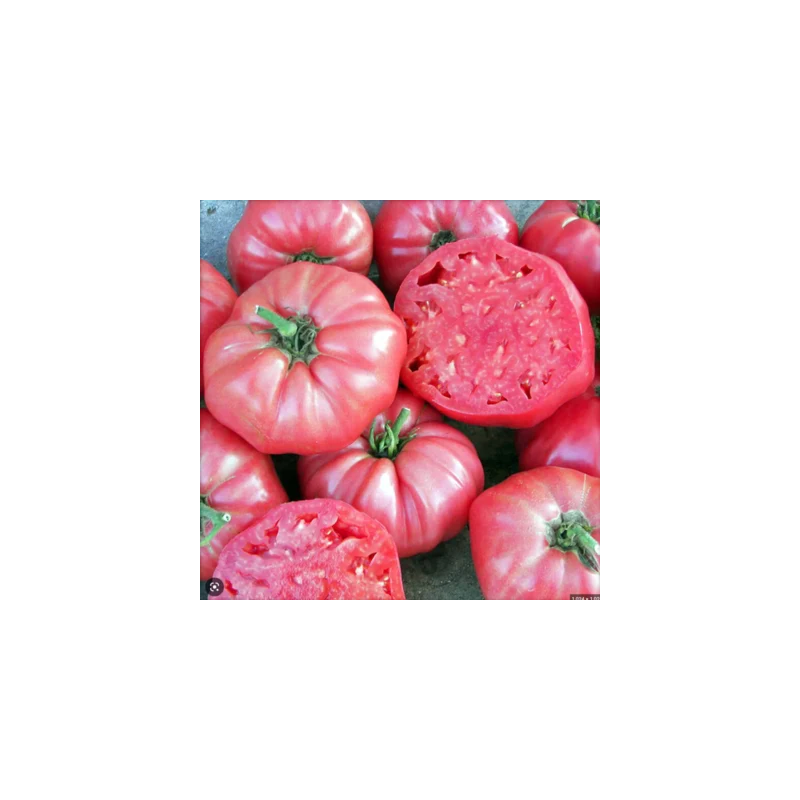 Tomate Brandywine Pink