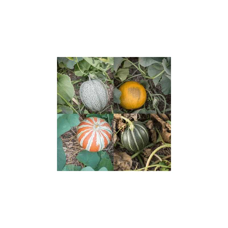 Melon Mélange Creusois Melon Mélange Creusois