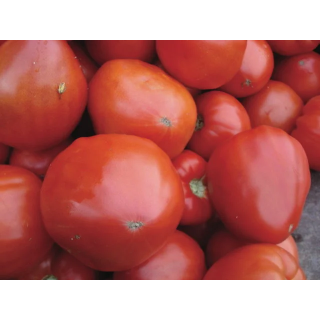 Tomate Rouge Mi-Saison Cœur de Bœuf Géant / Reif Red