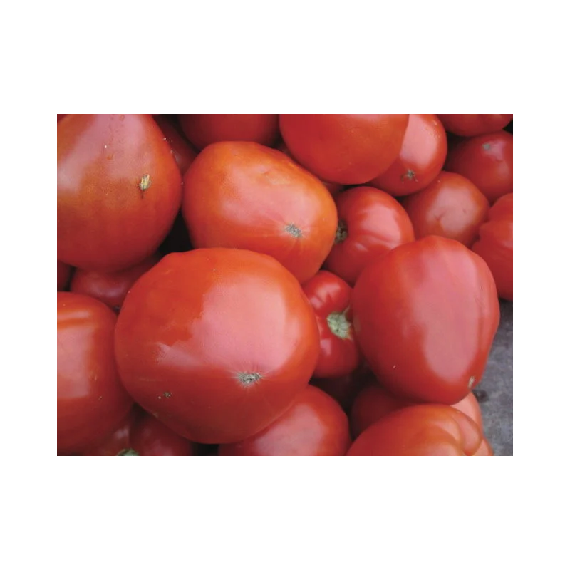 Tomate Rouge Mi-Saison Cœur de Bœuf Géant / Reif Red