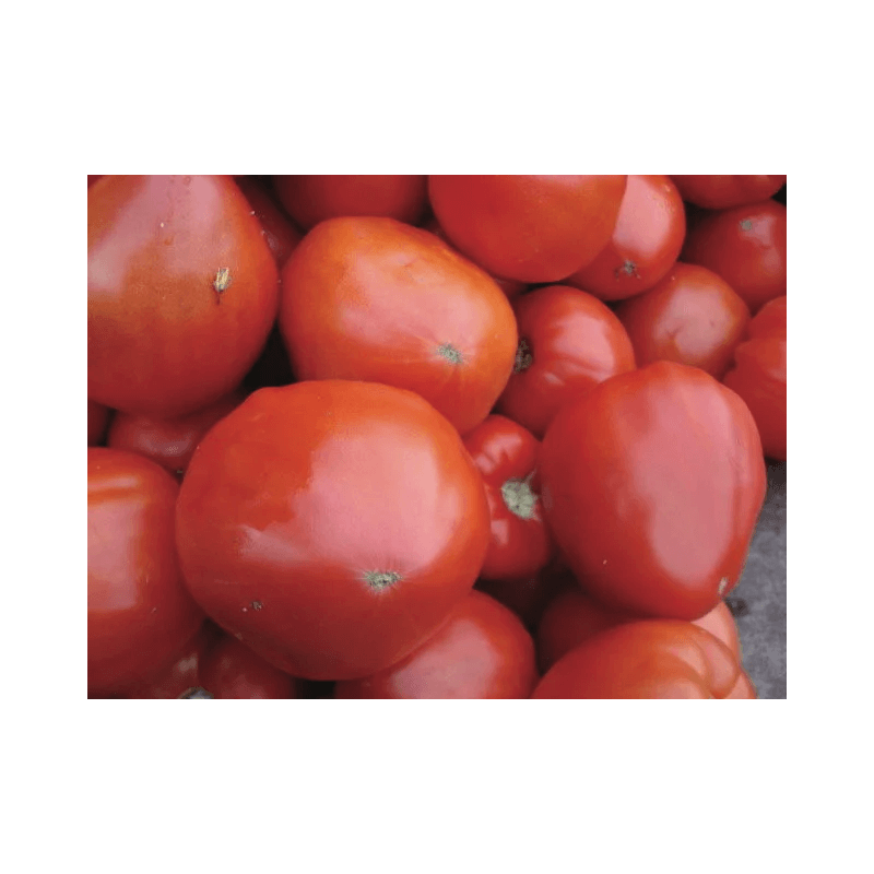 Tomate Rouge Mi-Saison Cœur de Bœuf Géant / Reif Red