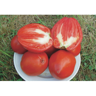 Tomate Rouge Mi-Saison Cœur de Bœuf Géant / Reif Red