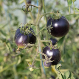 Tomate Indigo Mi-Saison Bosque Blue