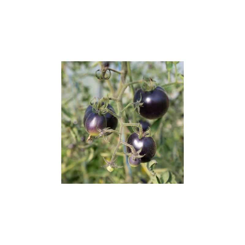 Tomate Indigo Mi-Saison Bosque Blue