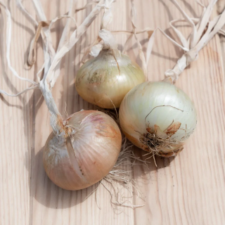 Oignon Rayolle des Cévennes