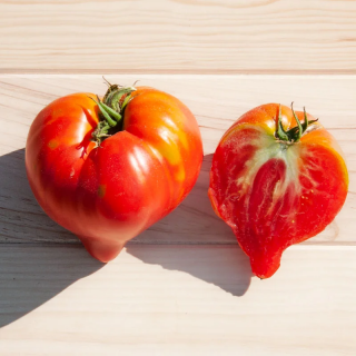 Tomate Rouge Mi-Saison Têton de Vénus