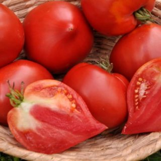 Tomate Rouge Mi-Saison Têton de Vénus