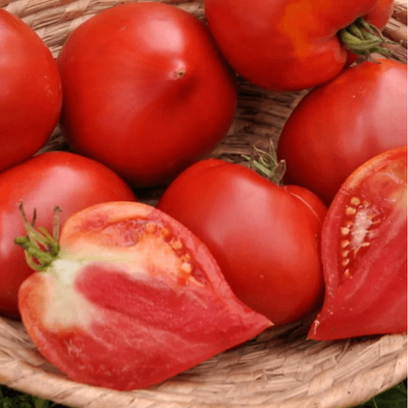 Tomate Rouge Mi-Saison Têton de Vénus Tomate Rouge Mi-Saison Têton de Vénus