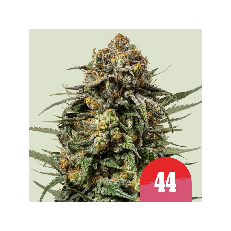 Gelato 44 - Féminisée - Royal Queen Seeds