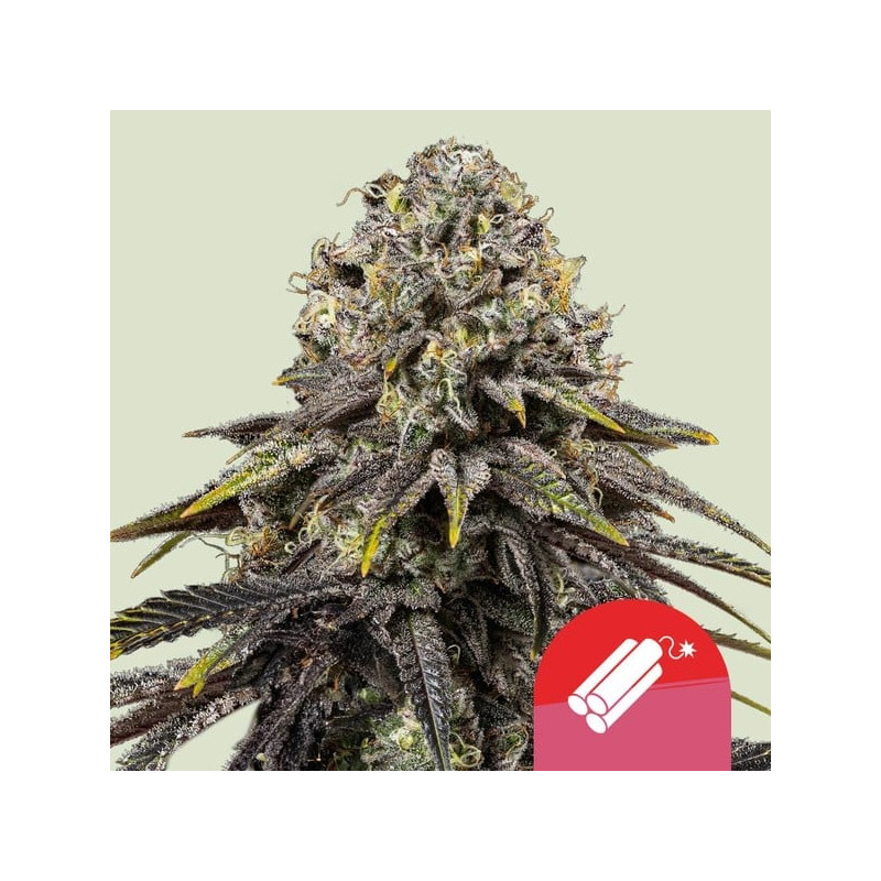 Dynamite Diesel - Féminisée - Royal Queen Seeds