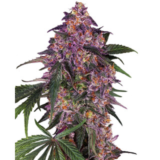 Sensi Purple Kush - Féminisée - Sensi Seeds - Graines de Collection