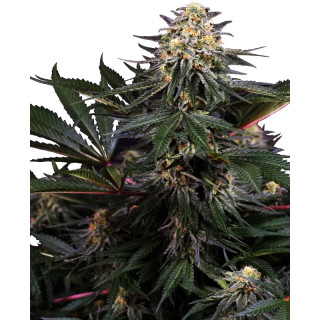 Lockdown Kush - Sensi Seeds Research - Graines de Collection