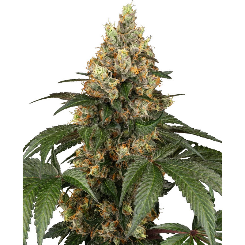 Chocolate Rainbow XXL - Sensi Seeds - Graines de Collection