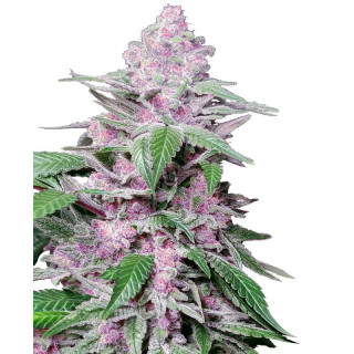 Purple Cookie Kush - Sensi Seeds Research - Graines de Collection