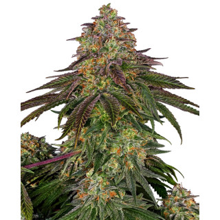 Sweet Cherry Kush - Sensi Seeds - Graines de Collection