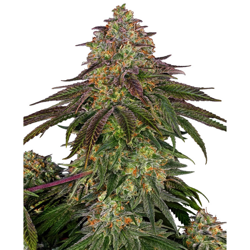 Blue Skunk - Sensi Seeds - Graines de Collection