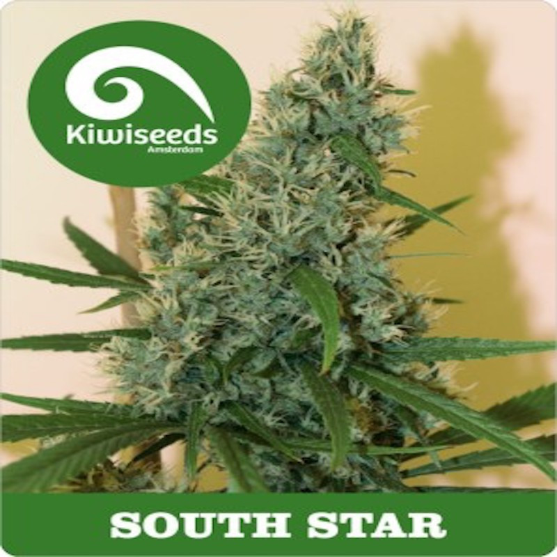South Star - Regular - Kiwi Seeds - Graines de Collection