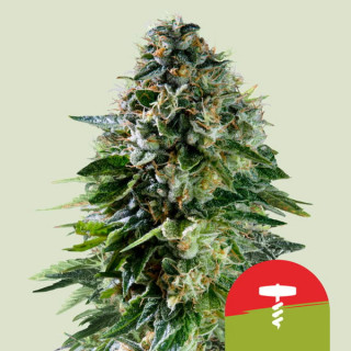 Corkscrew Auto - Automatic - Royal Queen Seeds