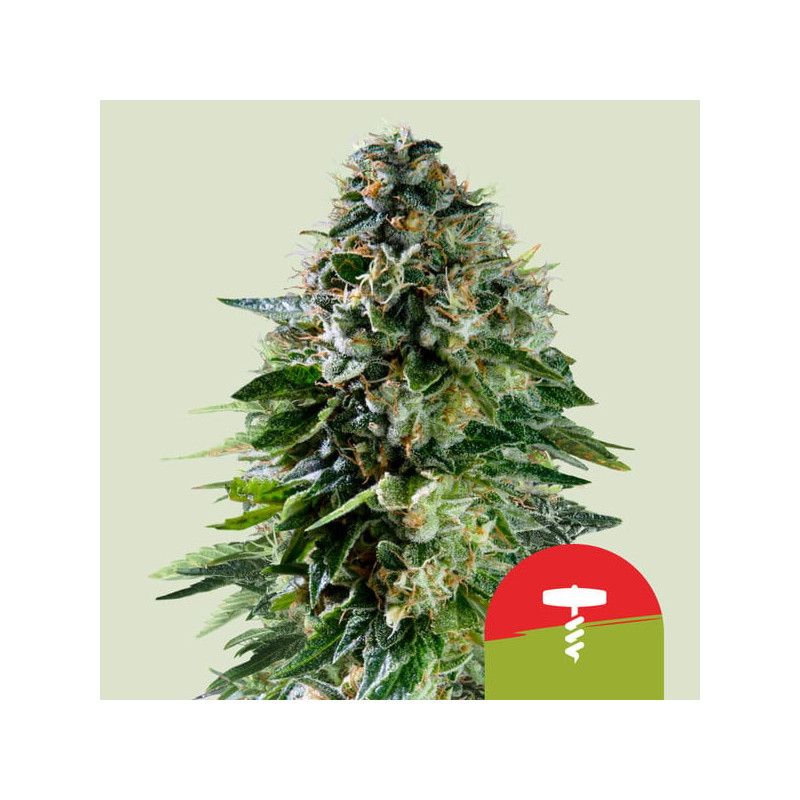 Corkscrew Auto - Automatic - Royal Queen Seeds