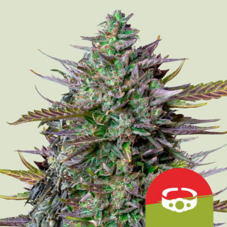GOAT'lato Auto - Automatic - Royal Queen Seeds