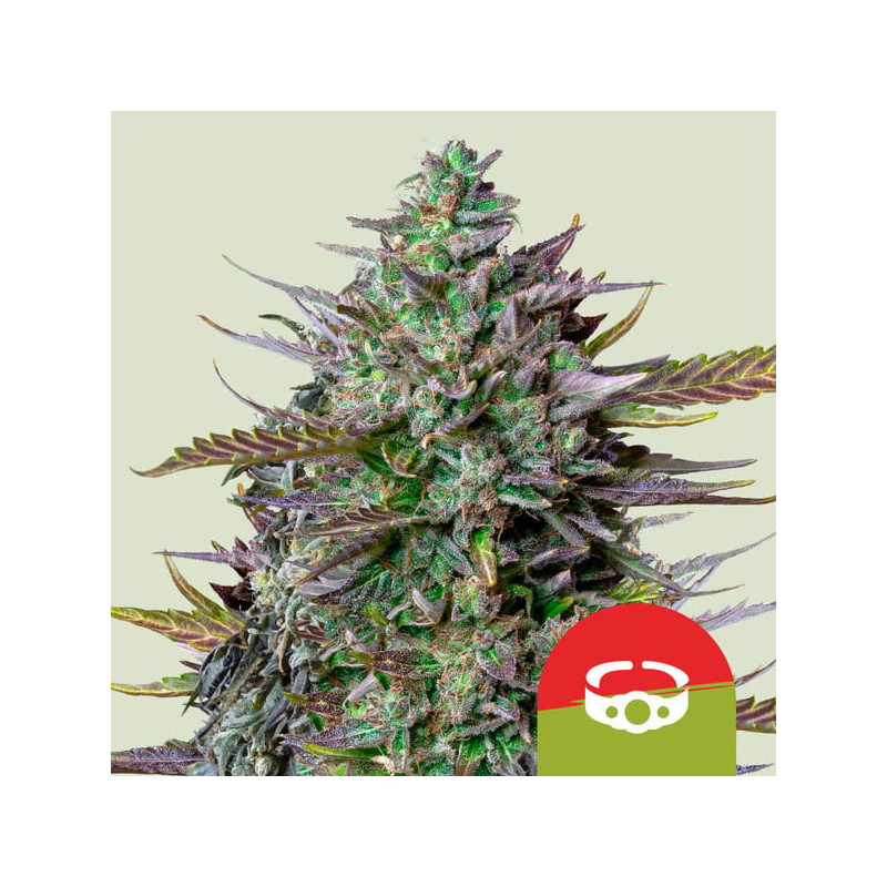 GOAT'lato - Autofloraison - Royal Queen Seeds | ROOTS-SEEDS.FR