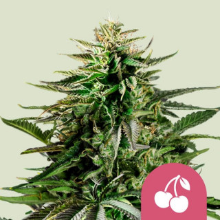 Cherry Pie - Féminisée - Royal Queen Seeds