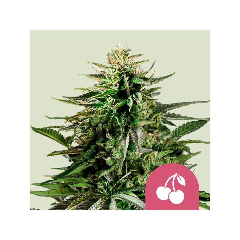 Cherry Pie - Féminisée - Royal Queen Seeds