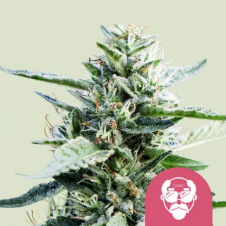 Granddaddy Purple - Féminisée - Royal Queen Seeds