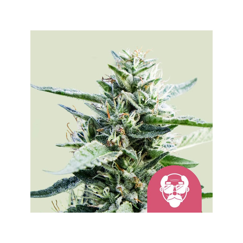 Granddaddy Purple - Féminisée - Royal Queen Seeds